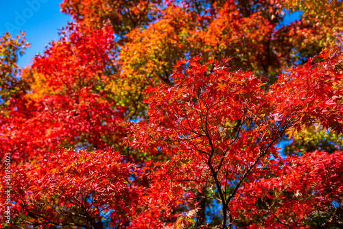 秋の京都・将軍塚青龍殿で見た、真っ赤な紅葉と背景の青空