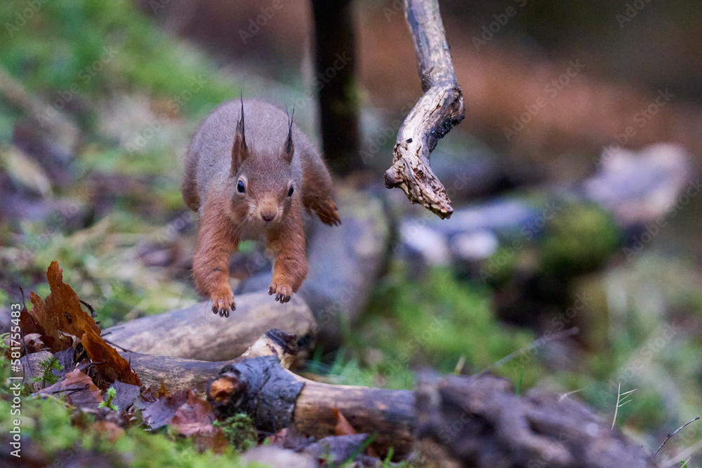 Obraz premium Red Squirrel (Sciurus vulgaris) running and jumping over a woodland floor during winter in the highlands of Scotland, United Kingdom.