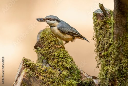 Nuthatch, Sitta europaea, perched on a tree in a forest in the uk in summer.