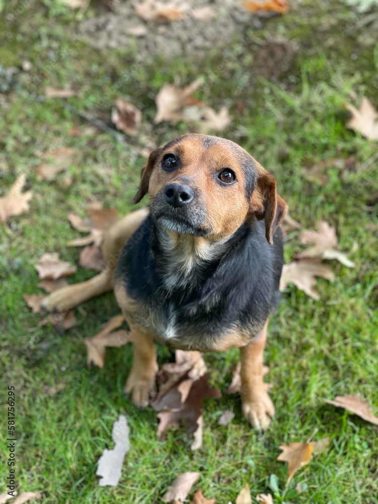 dog in the grass