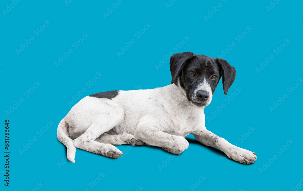 A black and white dog looking at the camera and lying on a blue background in the studio