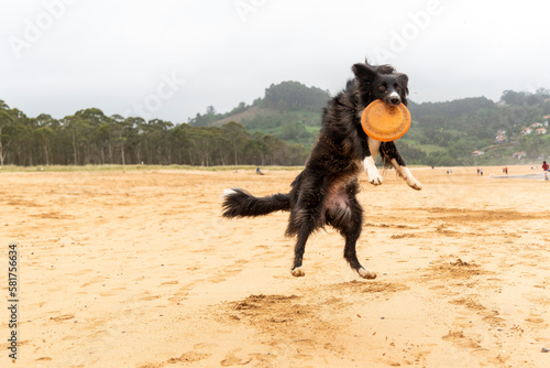 border collie saltando en la playa cogiendo un frisbee