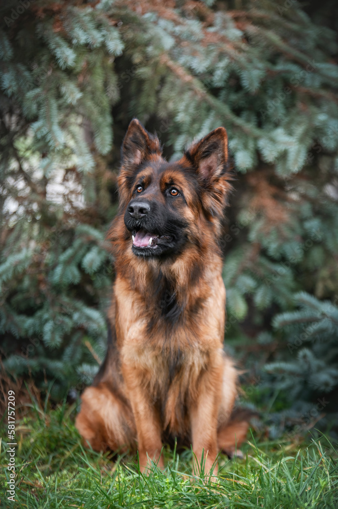 Naklejka premium german shepherd dog