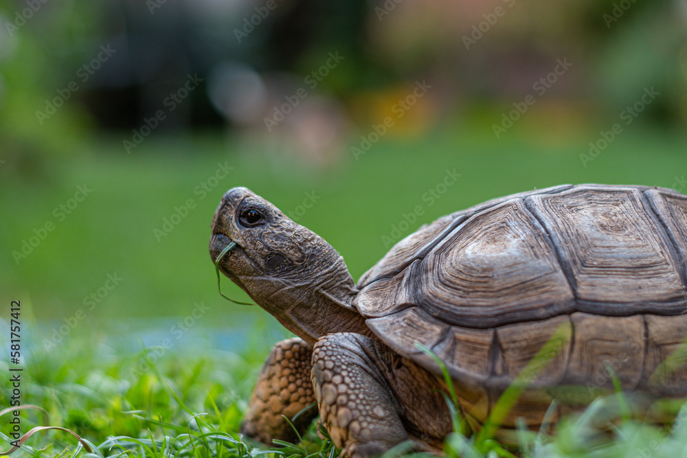 Selective focus on a domestic tortoise eating grass. Selective focus on a domestic tortoise eating grass.