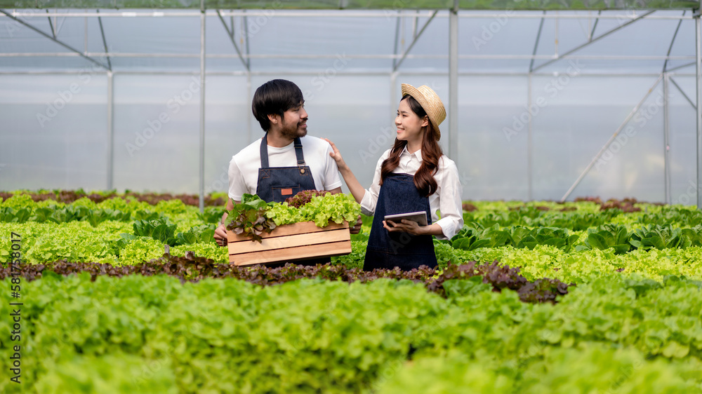 Two couple agribusiness owner farmer working and hoding organic hydroponic vegetable in basket to preparing export to sell Two couple agribusiness owner farmer working and hoding organic hydroponic vegetable in basket to preparing export to sell