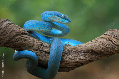 Blue viper snake on branch, Baby viper snake closeup on isolated background, Indonesian viper snake