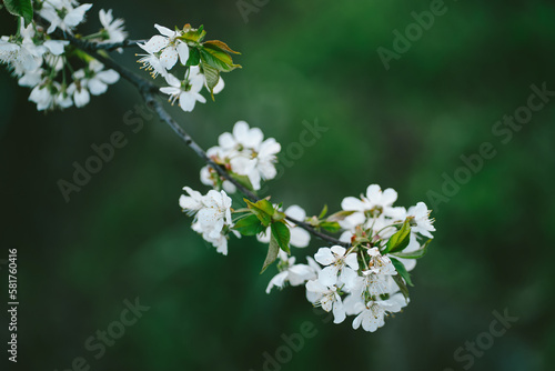 Photo of closeup blossoming tree in forest or park. Beautiful nature background © B@rmaley