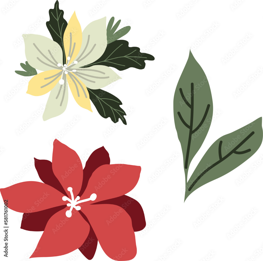 red and white flowers. A set of white and red flowers. Poinsettia vector. Vector flowers. red and white flowers. A set of white and red flowers. Poinsettia vector. Vector flowers.