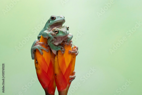 Photography Dumpy frog litoria caerulea  closeup on red bud