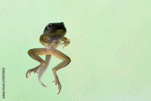 Zhangixalus dulitensis tadpole on isolated baackground, Jade tree frog tadpole movement on isolated background
