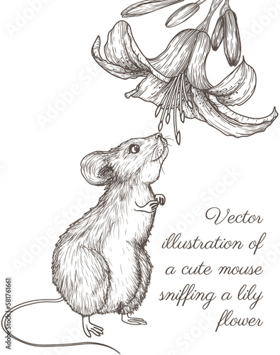 Vector illustration of a cute mouse sniffing a lily flower in engraving style
