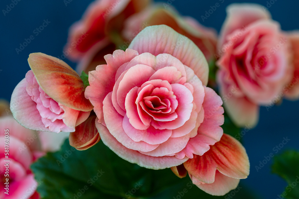 Blooming begonia elatior of the Borias variety. Floriculture, hobby