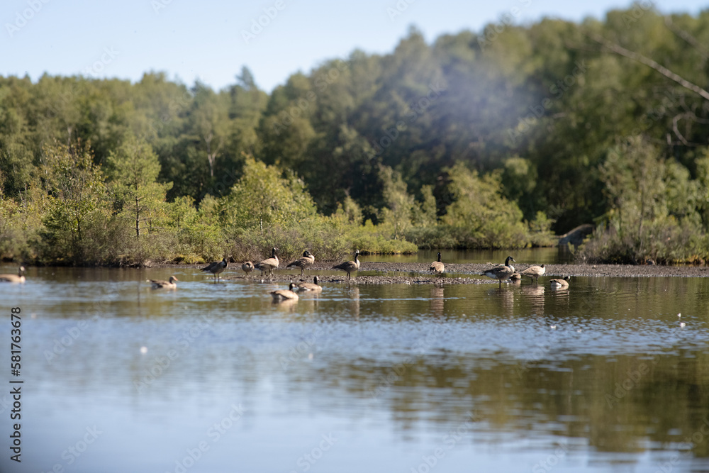 Flock of birds in a small lake. Flock of birds in a small lake.