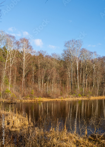 Small pond with naked trees by the shore.
