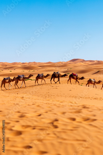 camel caravan in the sahara desert Morocco