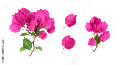 Foto Blooming branch, flowers and inflorescence of bougainvillea isolated on white background