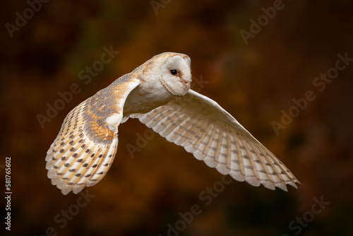 Flying Barn owl (Tyto alba) in flight, hunting. Autumn background. Noord Brabant in the Netherlands.                     
