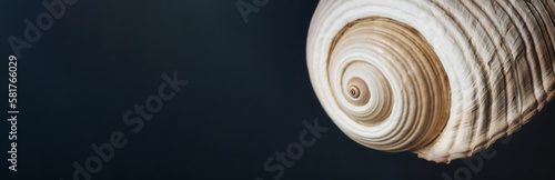 Papier peint Close-up of a giant banded tun (Tonna sulcosa) sea shell against a wide dark blu