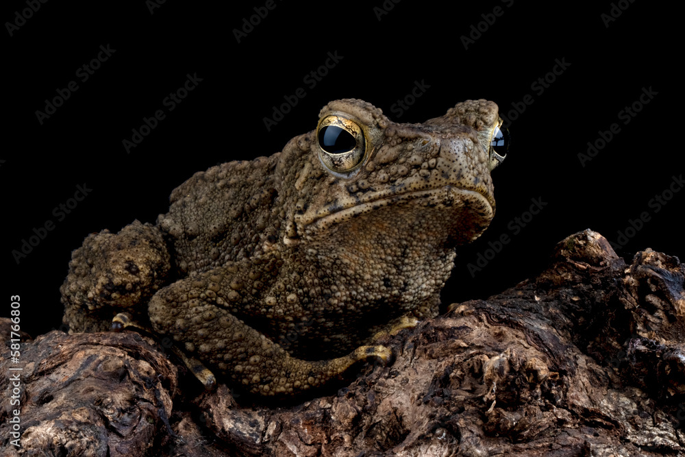 Phrynoidis aspera toad closeup on wood with isolated background, Phrynoidis aspera toad closeup Phrynoidis aspera toad closeup on wood with isolated background, Phrynoidis aspera toad closeup