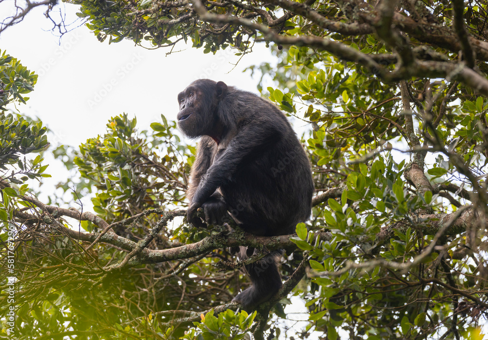 Chimpanzee sitting in a tree in natural habitat within the volcanic central Africa region Chimpanzee sitting in a tree in natural habitat within the volcanic central Africa region