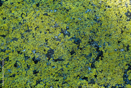 Close Up Of Bright Green Lichen On Granite Boulder