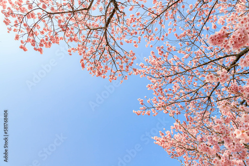 河津桜と青空