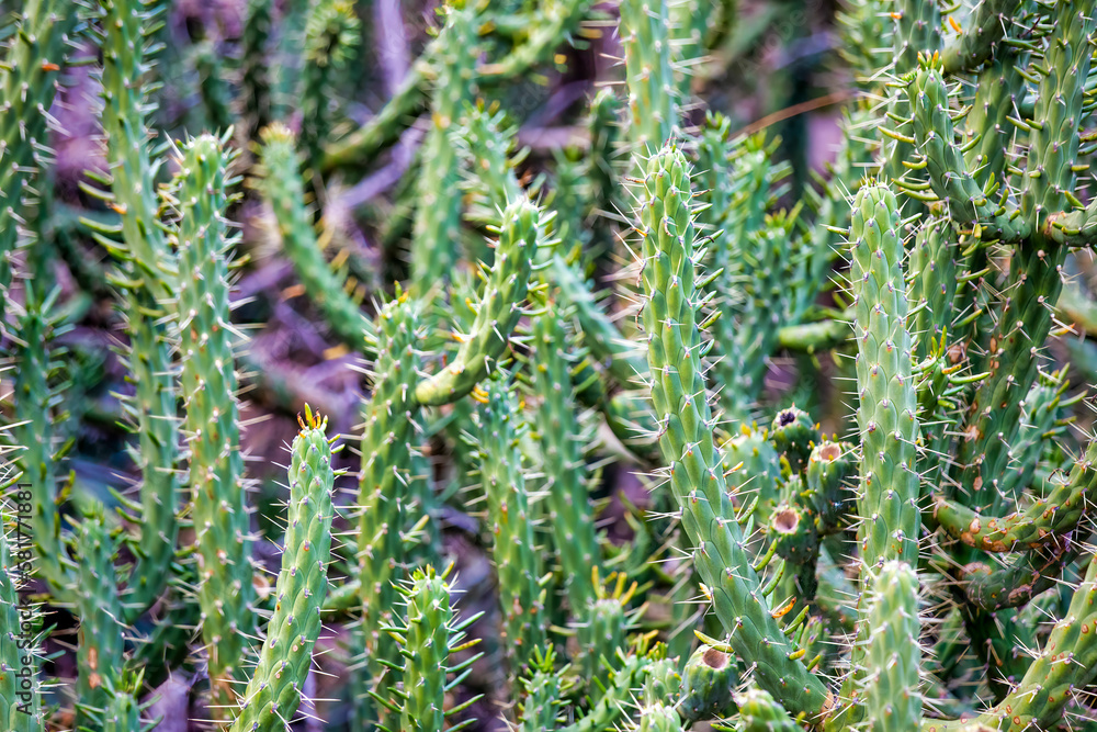 Wild Beauty: Capturing the Eve's Needle Cactus in its Natural Habitat Wild Beauty: Capturing the Eve's Needle Cactus in its Natural Habitat