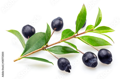 Myrtle branch with leaves and berries isolated on white background.