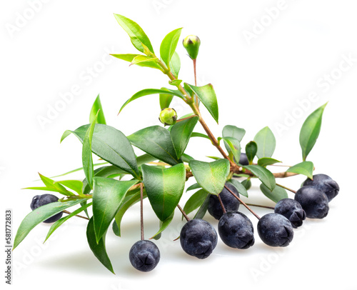 Myrtle branch with leaves and berries isolated on white background. photo