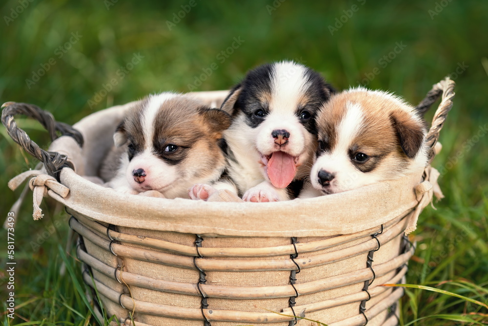 Three little happy puppies of welsh corgi pembroke breed dog sitting together in basket at nature Three little happy puppies of welsh corgi pembroke breed dog sitting together in basket at nature
