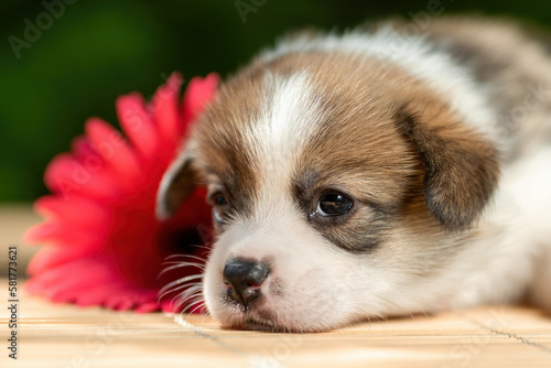 Tired funny little puppy of pembroke welsh corgi breed dog lying outdoors near flower