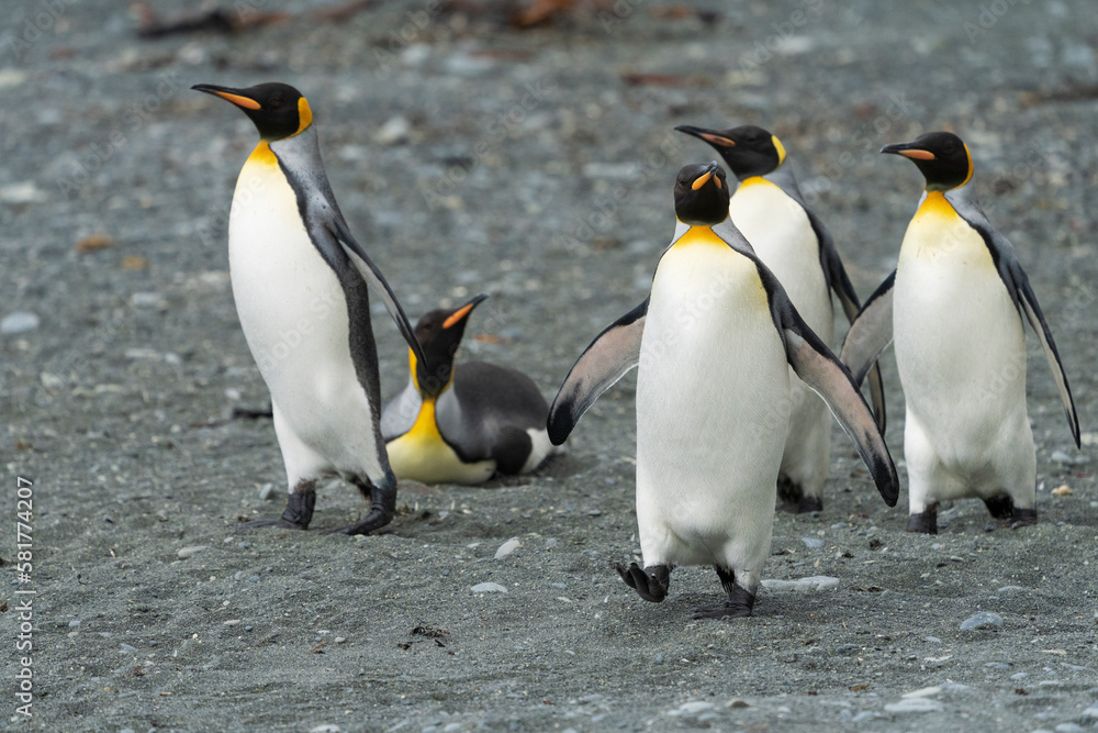 Fototapeta premium group of king penguins
