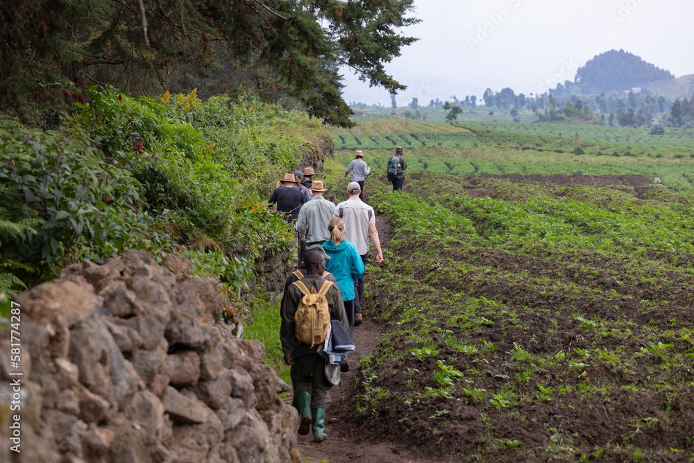 Tourists trekking through Volcanoes National Park in search of habituated gorillas
