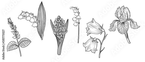 vector drawing flowers isolated at white background, hyacinth, bell, lily of the valley, clary sage and iris, hand drawn illustration