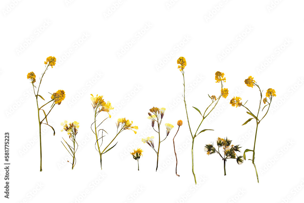 Dry pressed wild flowers and plants isolated on white background. Botanical collection