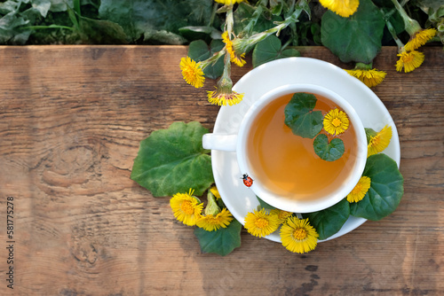 Fresh coltsfoot flowers, ladybug and herbal tea cup in garden, natural background. Healing infusion with Medicinal plant Coltsfoot. Tussilago farfara, spring seasonal flowers. top view. copy space