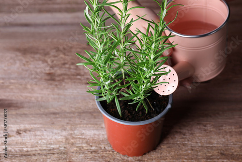 Woman watering green potted rosemary at wooden table, closeup