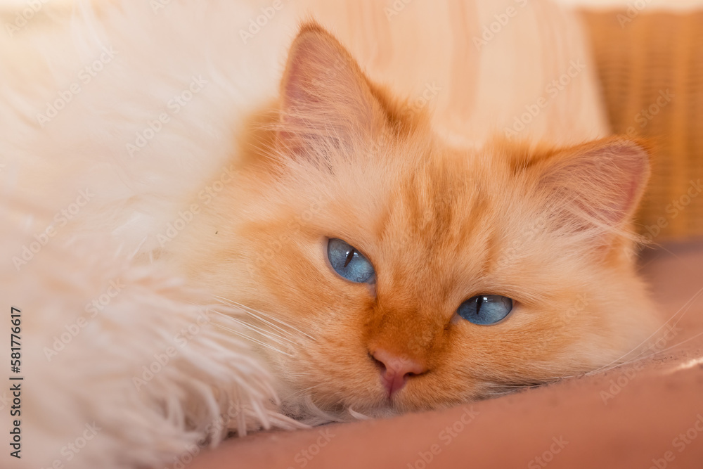 Closeup of a fluffy white cat with blue eyes relaxing on the sofa 