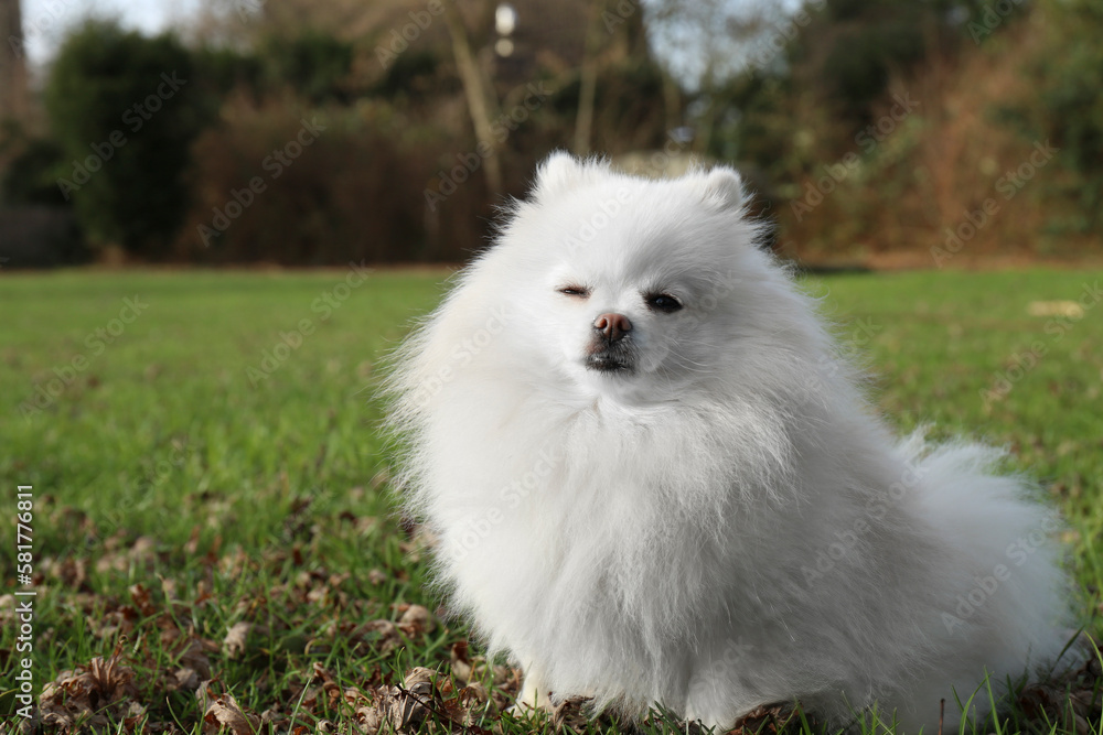 Cute fluffy Pomeranian dog on green grass outdoors, space for text. Lovely pet