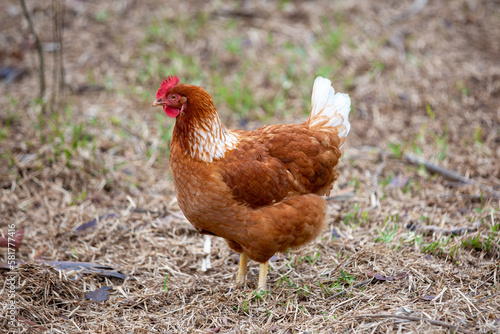 Nature's Bounty: A Serene Portrait of a Free-Range Chicken in a Lush Field