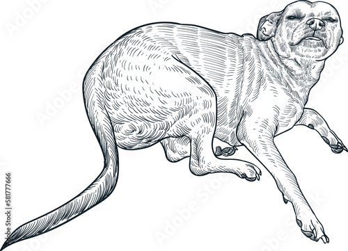 Vintage hand drawn sketch sleep puggle dog