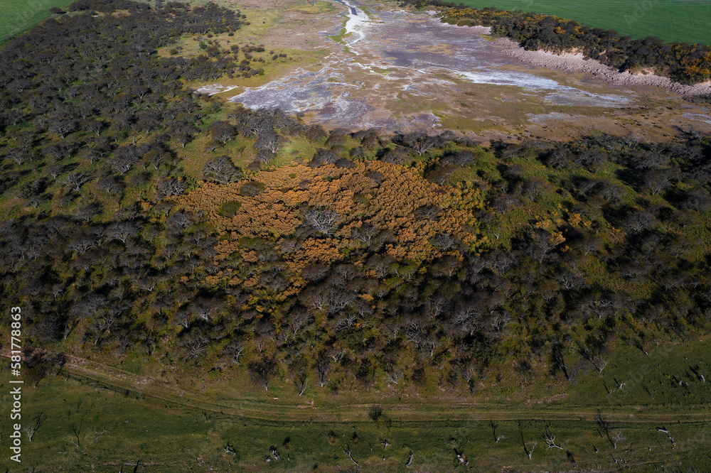 Calden forest landscape, Prosopis Caldenia plants, La Pampa province, Patagonia, Argentina. Calden forest landscape, Prosopis Caldenia plants, La Pampa province, Patagonia, Argentina.