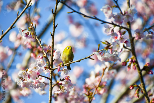 桜の木に止まるメジロ