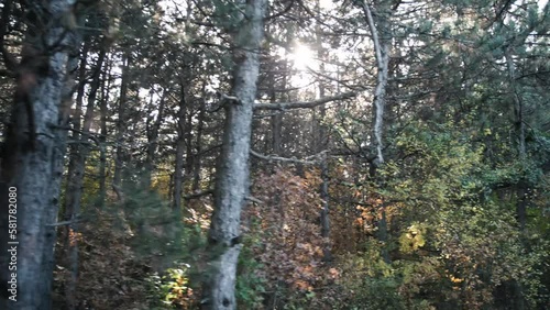 Wallpaper Mural Green autumn forest with the sun shining through the trees Torontodigital.ca