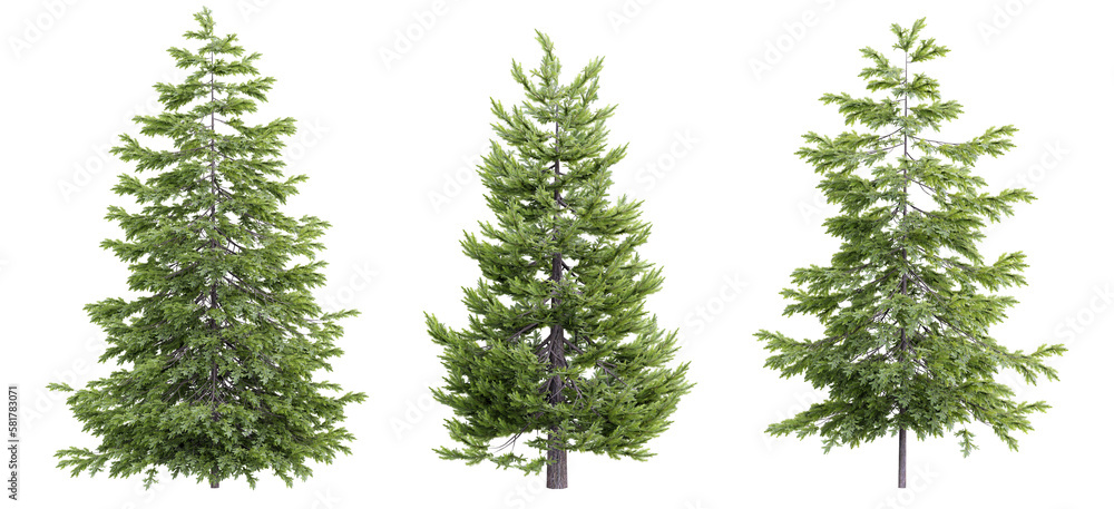 Tree picea abies on transparent background.3d rendering PNG Set