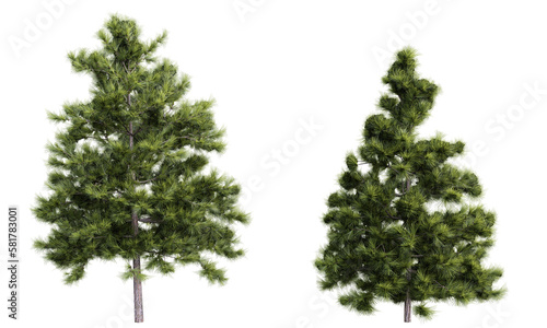 Tree larix decidua on transparent background.3d rendering PNG Set photo