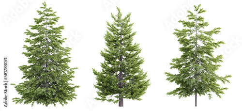 Tree picea abies on transparent background.3d rendering PNG Set © Chayanee