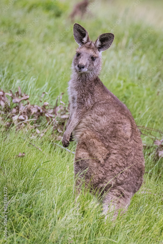 Fototapeta premium Kangaroo (Macropodidae), Australia 