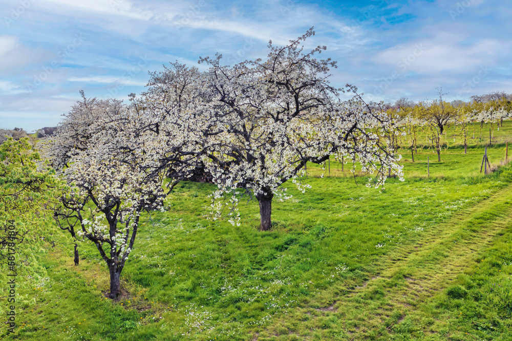 Bird's-eye view of blossoming cherry trees in Wiesbaden-Frauenstein/Germany in the Rheingau