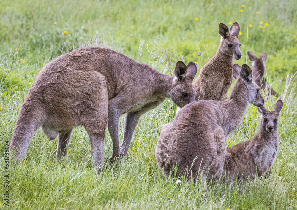Fototapeta premium Kangaroos (Macropodidae), Australia
